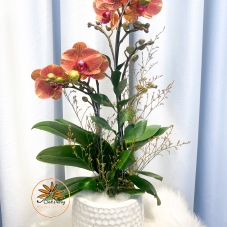 Chậu Hồ Điệp Cam