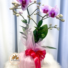 Chậu Hồ Điệp Tím