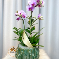 Chậu Hồ Điệp Tím 2