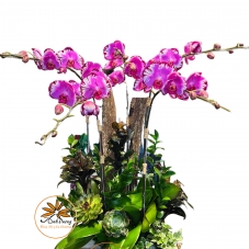 LAN HỒ ĐIỆP HD014