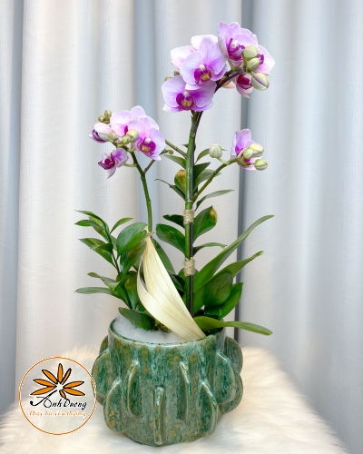 Chậu Hồ Điệp Tím 2