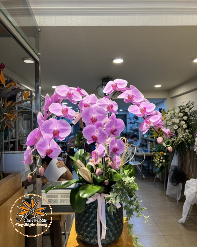 LAN HỒ ĐIỆP HD014