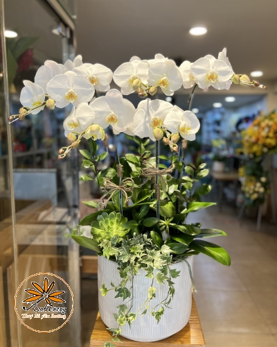LAN HỒ ĐIỆP HD015