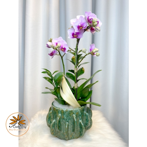Chậu Hồ Điệp Tím 2