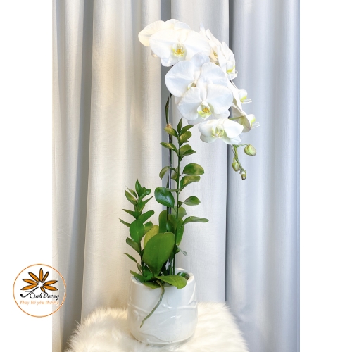 Chậu Hồ Điệp Trắng